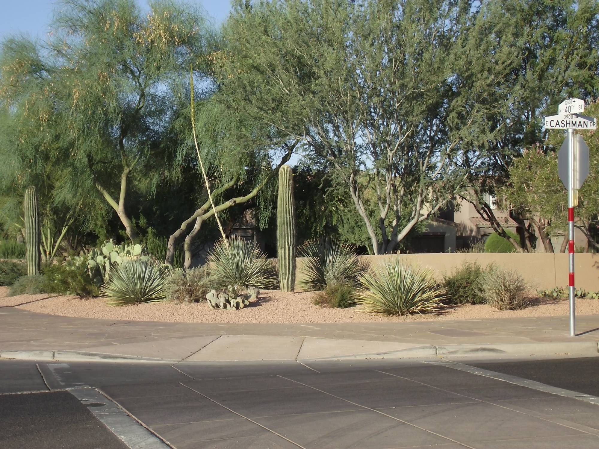 Corner desert rock landscaping with cacti and agave in Aviano, Arizona
